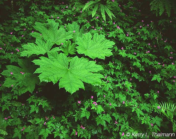 Devil's Club and Wild Geranium (82k)