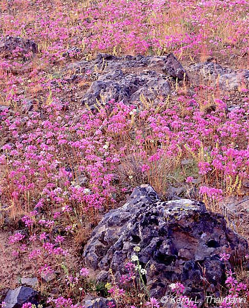 Desert Wildflowers (121k)